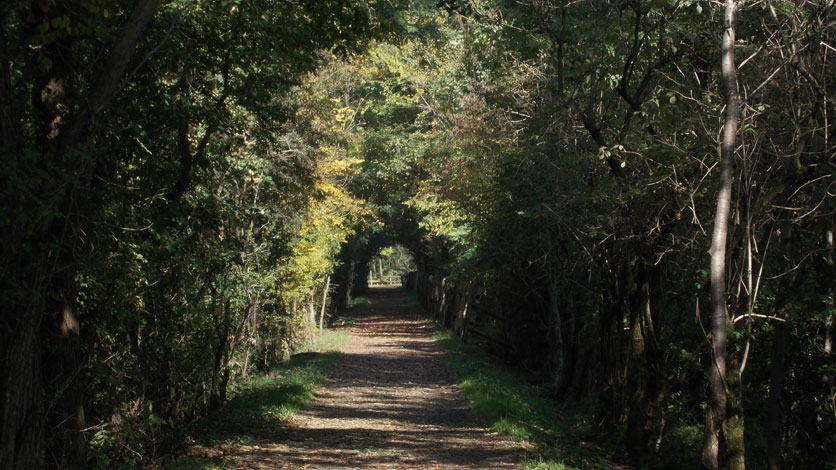 8 ottobre 2015 Parco La Mandria-Tunnel verde