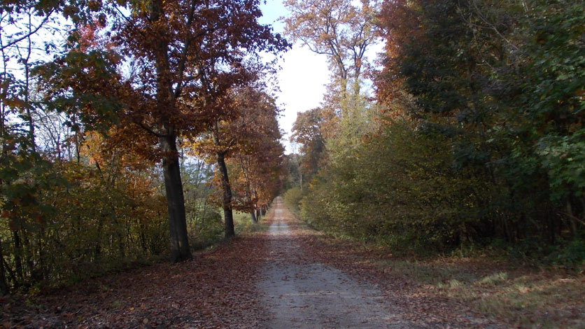 26 ottobre 2015 Parco La Mandria-Scorcio autunnale