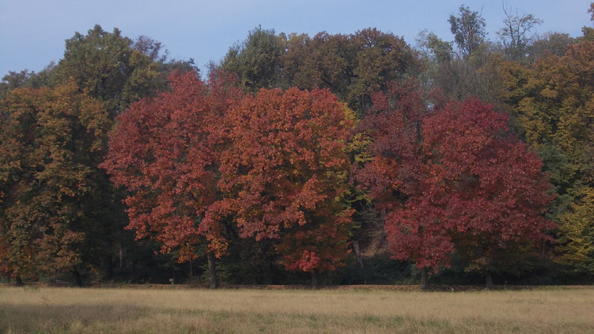 26 ottobre 2015 Parco La Mandria-Scorcio autunnale