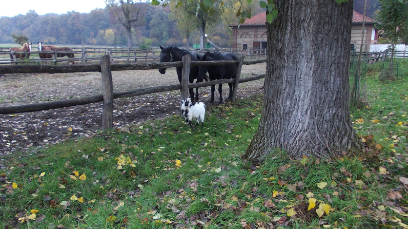 28 ottobre 2015 Parco La Mandria-Scorcio