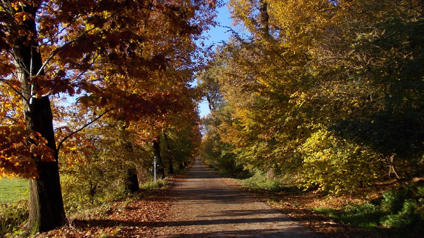 29 ottobre 2015 Parco La Mandria-Scorcio di  autunno