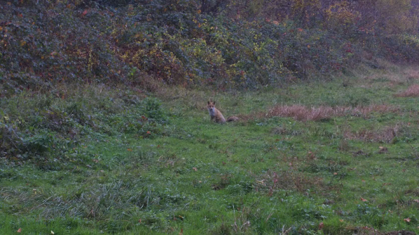 31 ottobre 2015 Parco La Mandria-Volpe