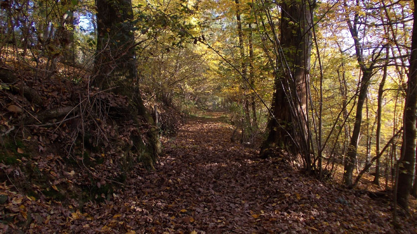 5 novembre 2015 Parco La Mandria-Passeggiata nel bosco