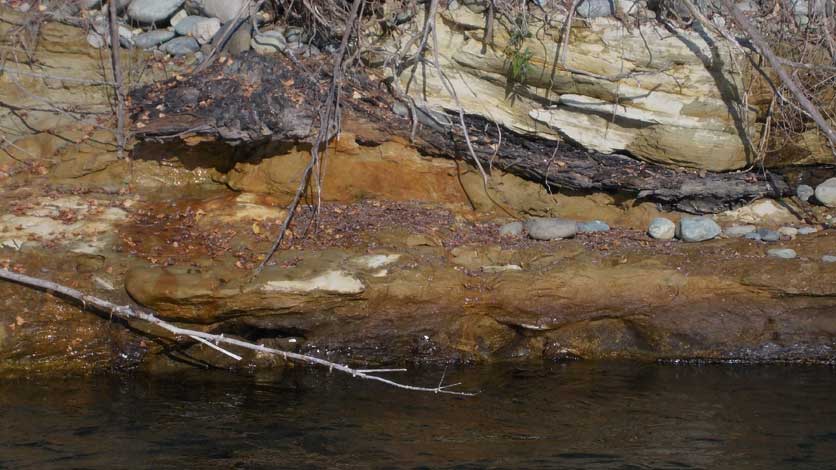 8 novembre 2015-Resti fossilizzati di un albero lungo il torrente Stura