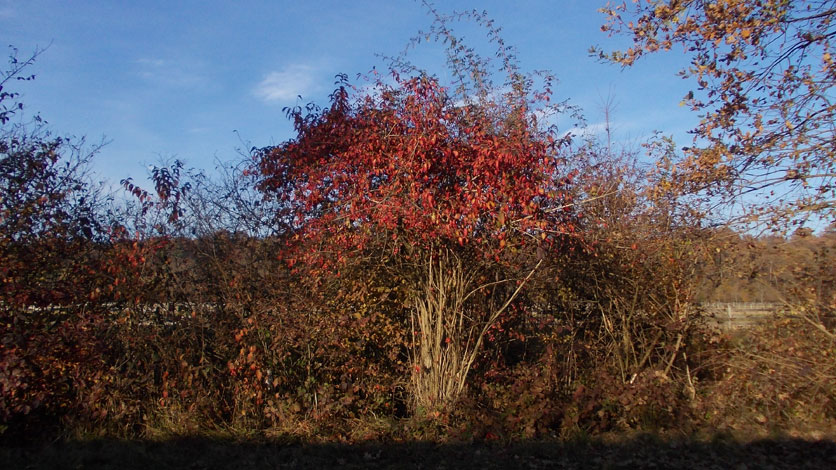 9 novembre 2015 Parco La Mandria-Scorcio
