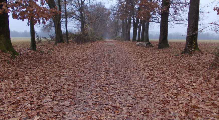 20 novembre 2015 Parco La Mandria-Scorcio