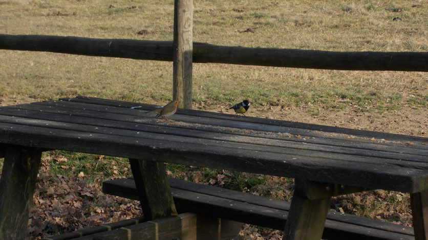 18 dicembre 2015 Parco La Mandria-Pettirosso e cinciallegra