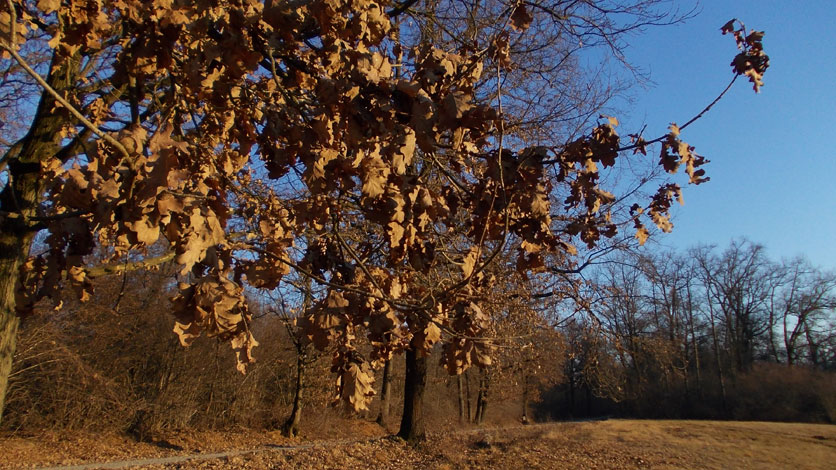 26 dicembre 2015 Parco La Mandria-Scorcio