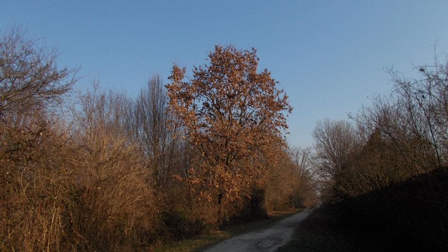 21 gennaio 2016 Parco La Mandria-Scorcio
