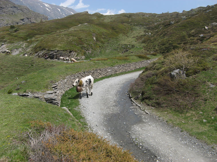 Non solo gli umani percorrono la strada