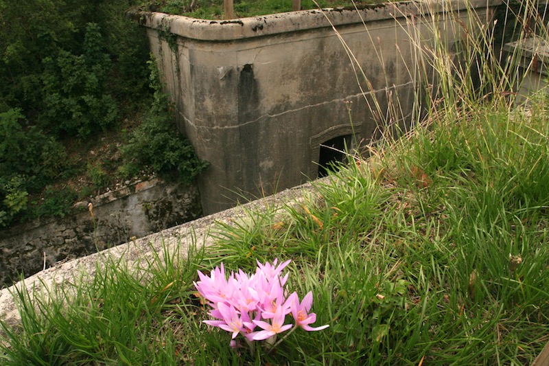 forteercole (37).jpg