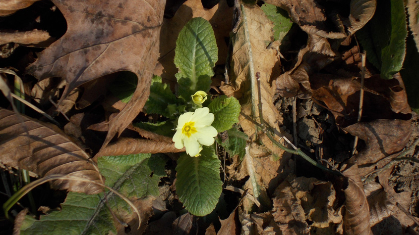 29 gennaio 2016 Parco La Mandria-Primula precoce