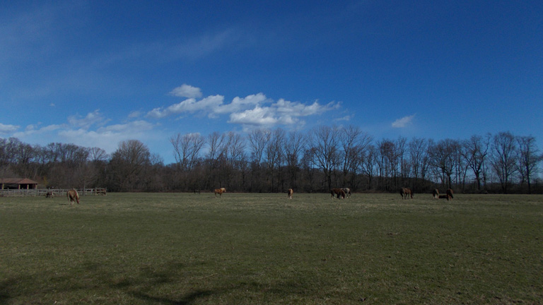 3 marzo 2016 Parco La Mandria-Scorcio sul pascolo