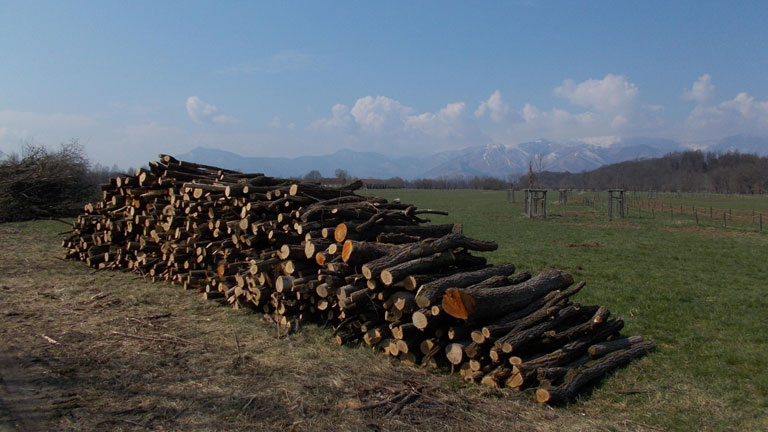 21 marzo 2016 primo giorno di primavera Parco La Mandria-Scorcio