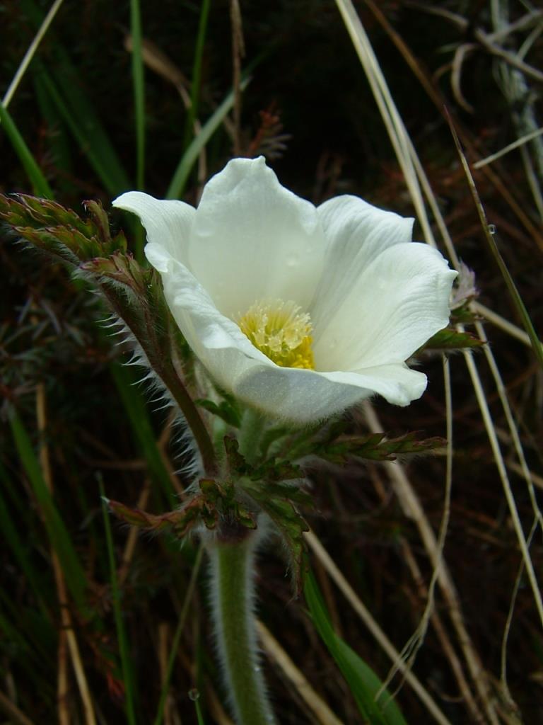 pulsatilla alpina 025.jpg