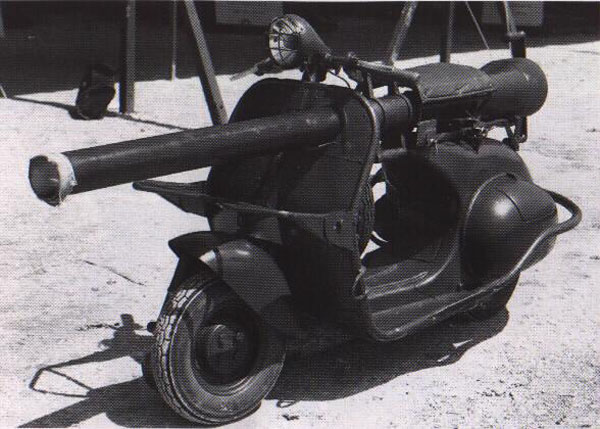Vespa_armata.21.jpg