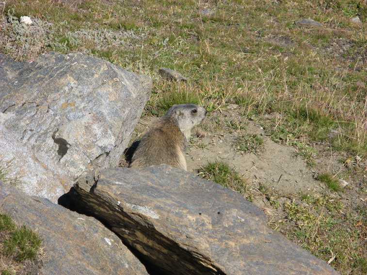 Al fianco della strada questa marmotta sembra volerci salutare