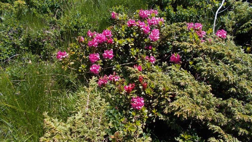 Rododendri lungo il percorso.In questo periodo sono molto abbondanti