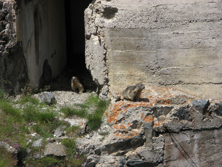Moncenisio-Marmotte di guardia