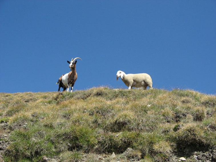 Moncenisio-Capre e pecore verso la Batteria Lamet