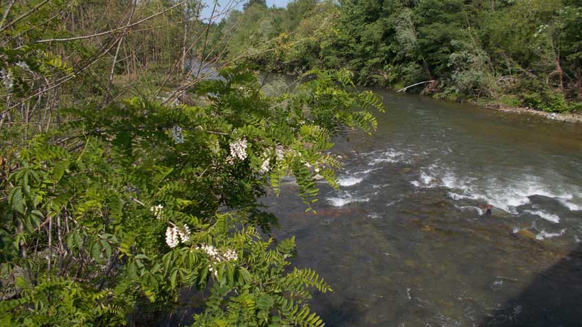 13 maggio 2016 Parco La Mandria-Il torrente Ceronda dal Ponte Verde