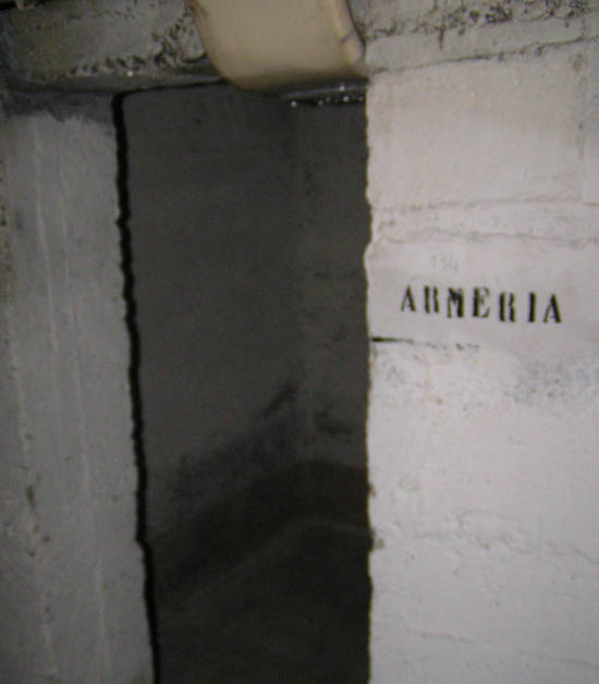 armeria
