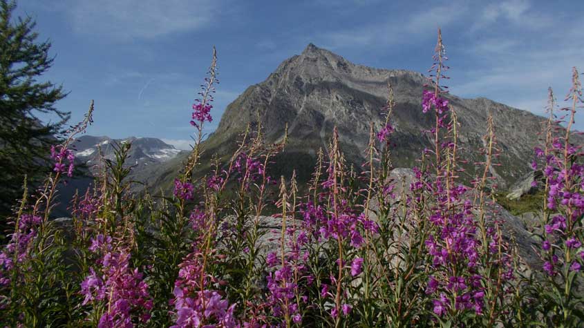 3 agosto 2017 zona del Piccolo Moncenisio-La Pointe du Quart