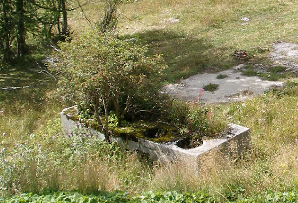 3_croci_1.jpg