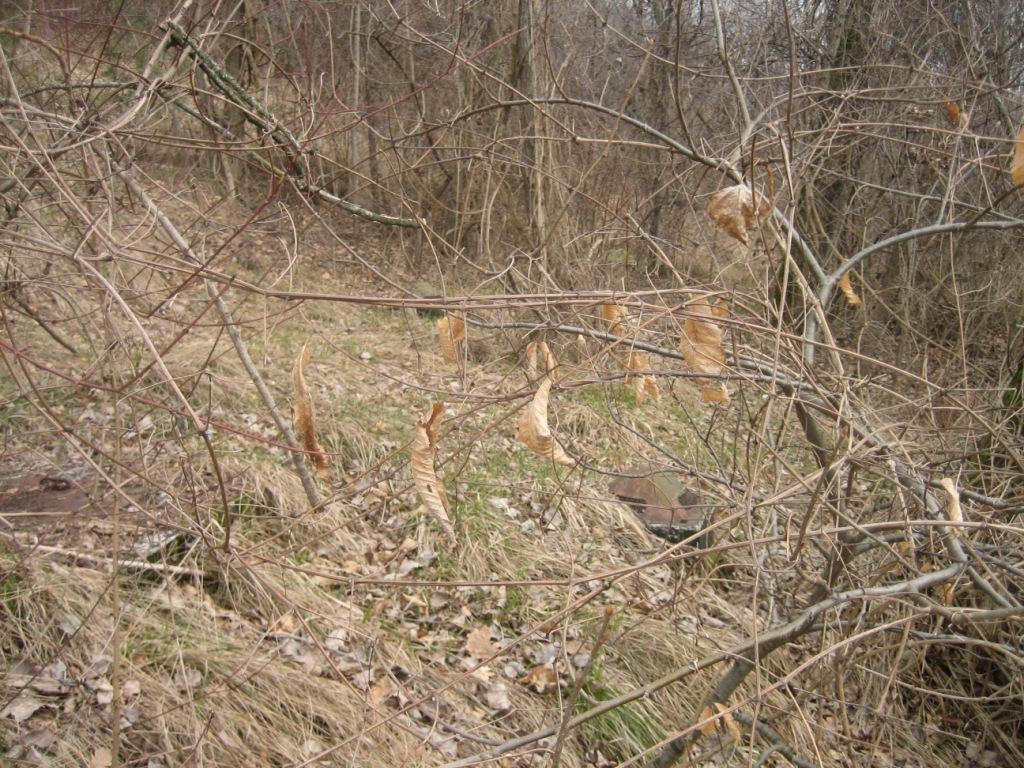 Barbianis ricovero da sopra.JPG