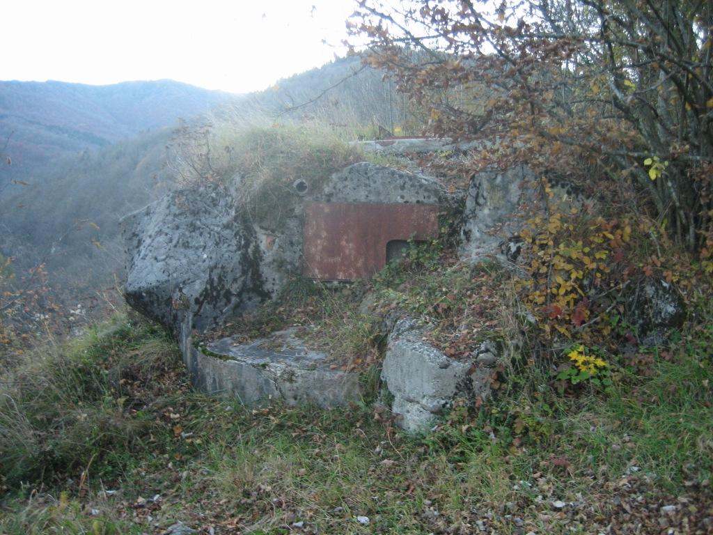 Platischis_91.JPG