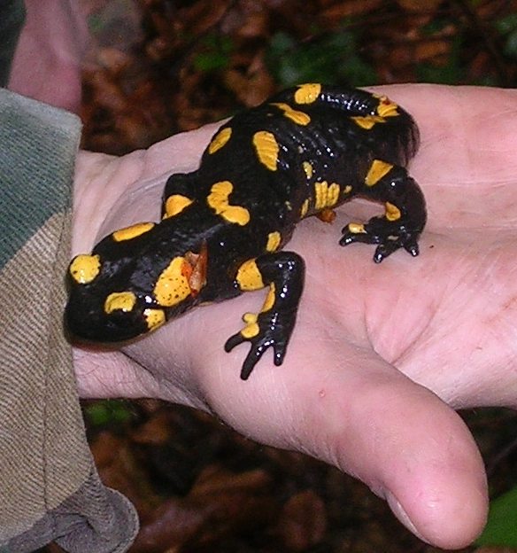 Salamandra_DV.jpg