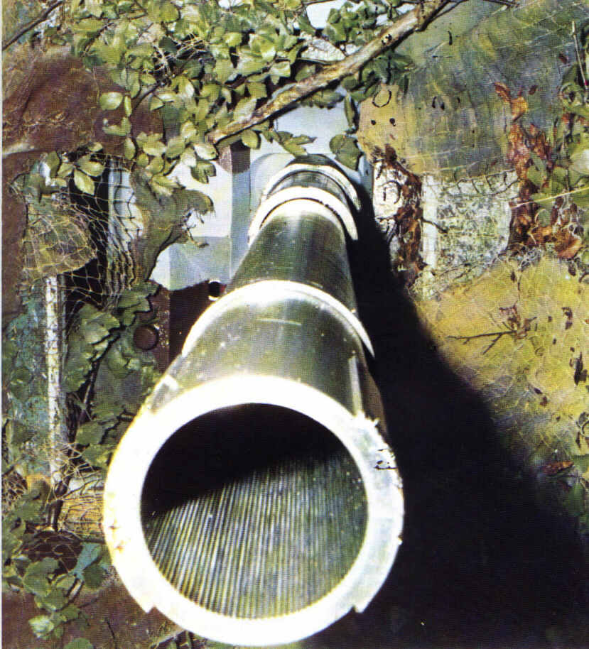P.Mecar.jpg