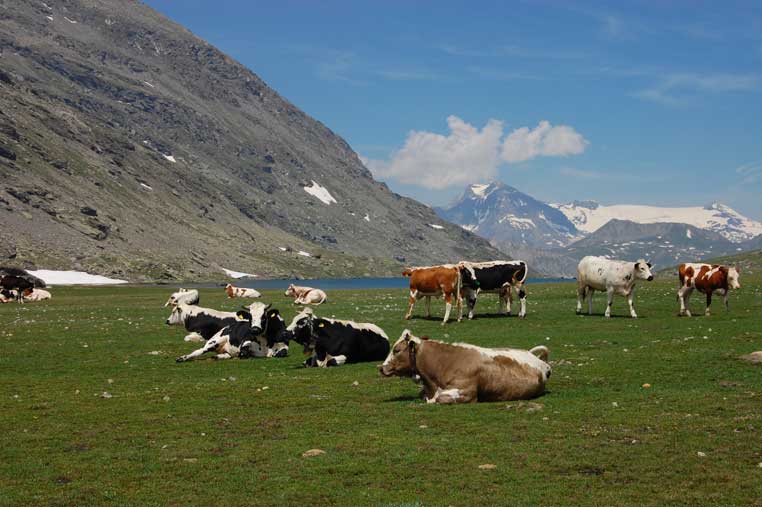 Tranquillo pascolo in riva al lago