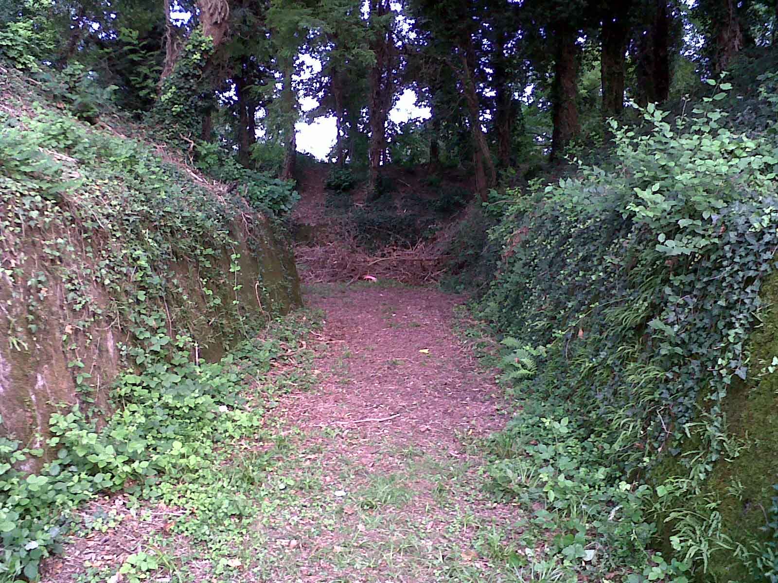 IMG00003-20100807-1847.jpg