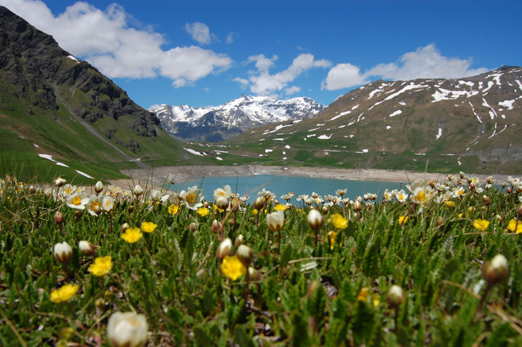 Fioritura al Moncenisio