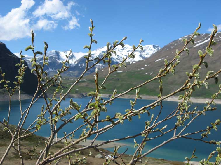 Primavera al Moncenisio