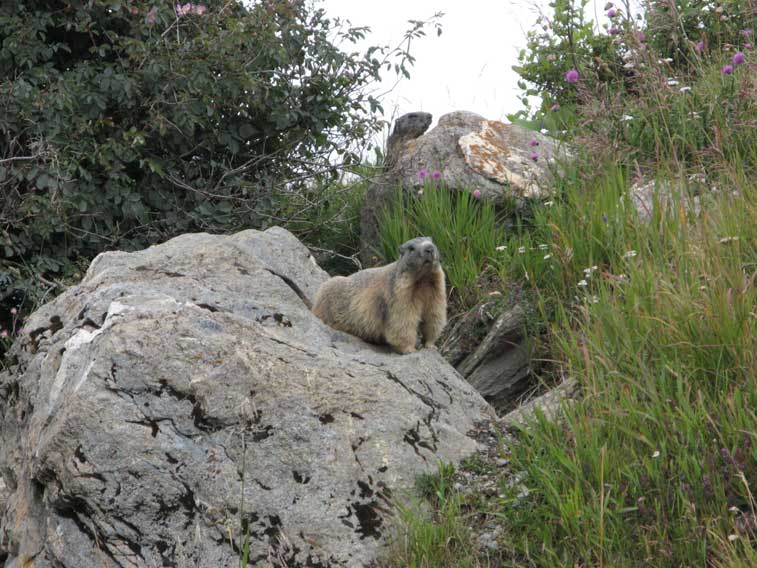Marmotte