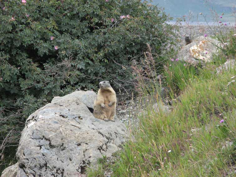 Marmotte