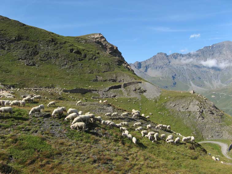 Gregge sulla via del Malamot