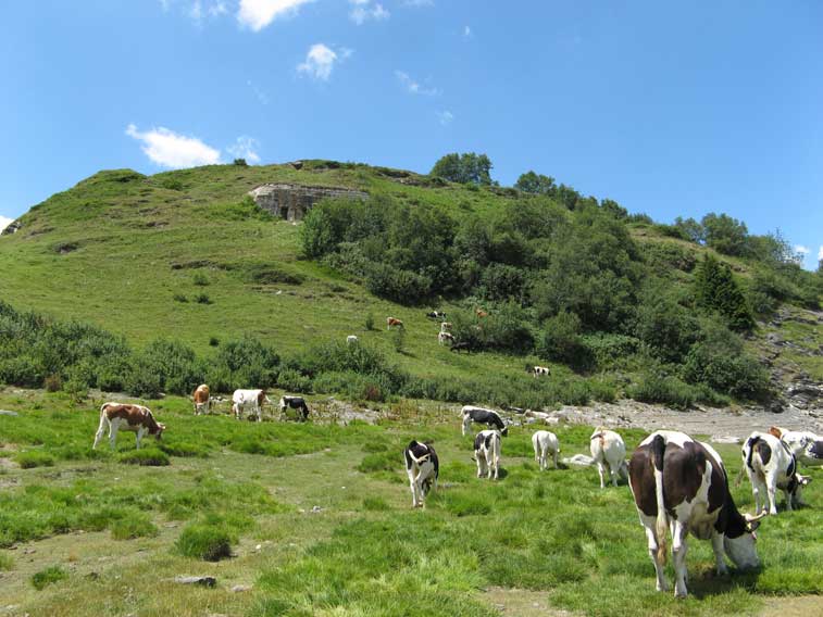 Pascolo al Centro 16