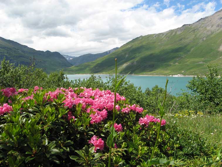 Rododendri e vista sul Colle del Moncenisio