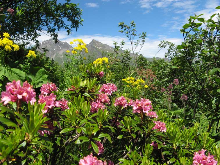 Rododendri