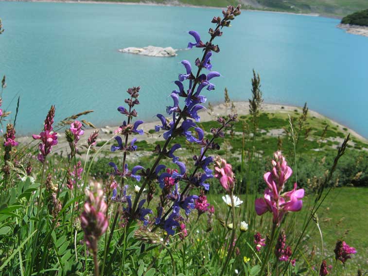 Fioritura e lago