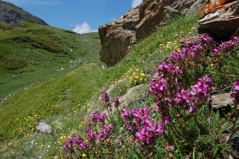 Fioritura al Ricovero O
