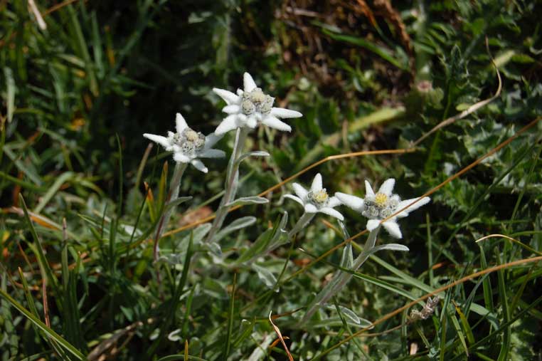 Stelle Alpine