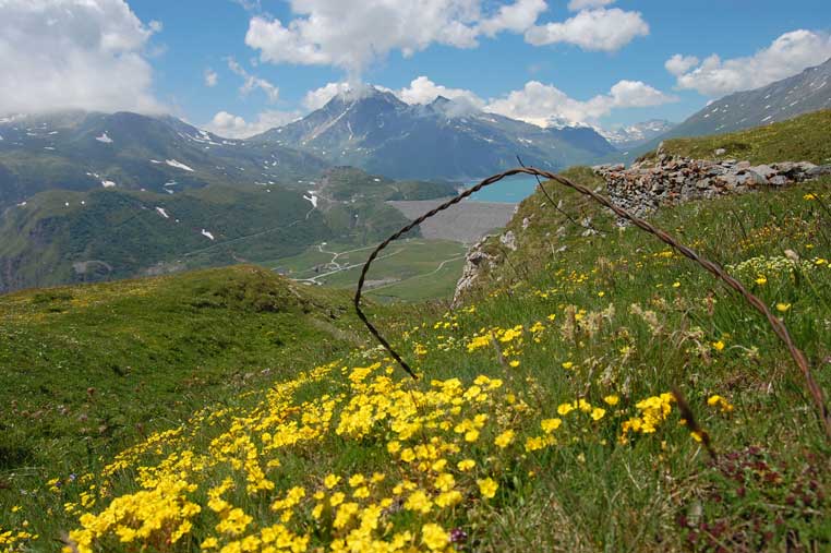 Fioritura alla Batteria La Court