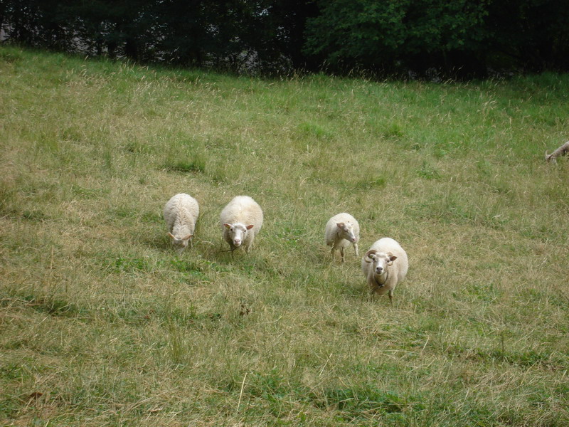 sheeps.jpg