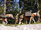 pferd_38.jpg