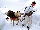 2002_tragtier.jpg
