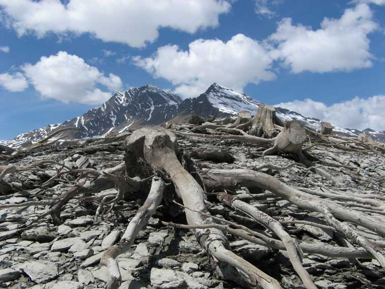 In cima a questo piccolo rilievo i resti di un bosco,ormai restano solo le radici scheletrite